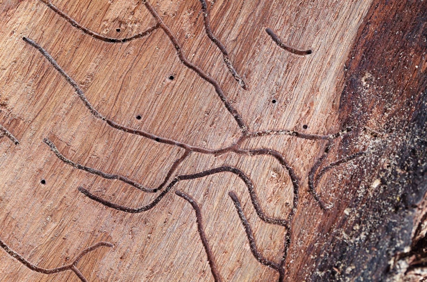 5 termite myths